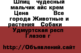 Шпиц - чудесный мальчик айс-крем › Цена ­ 20 000 - Все города Животные и растения » Собаки   . Удмуртская респ.,Глазов г.